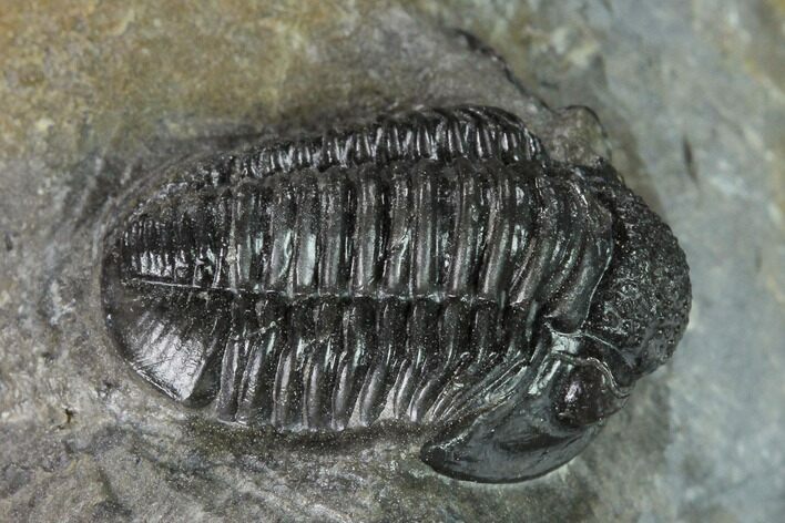 Detailed Gerastos Trilobite Fossil - Morocco #152805